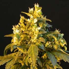 Auto Anesthesia (Анестезия ТГК 19%)